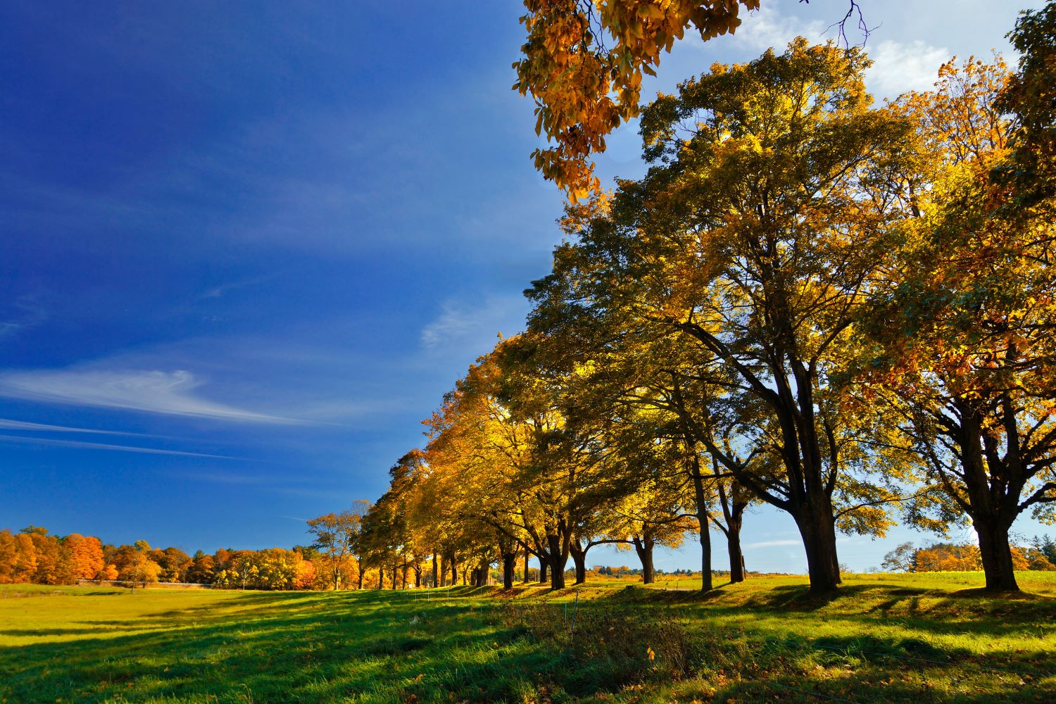 blue sky fall trees lined up along a green field environmental social cultural esg investing portfolio financial advisor paramount wealth management